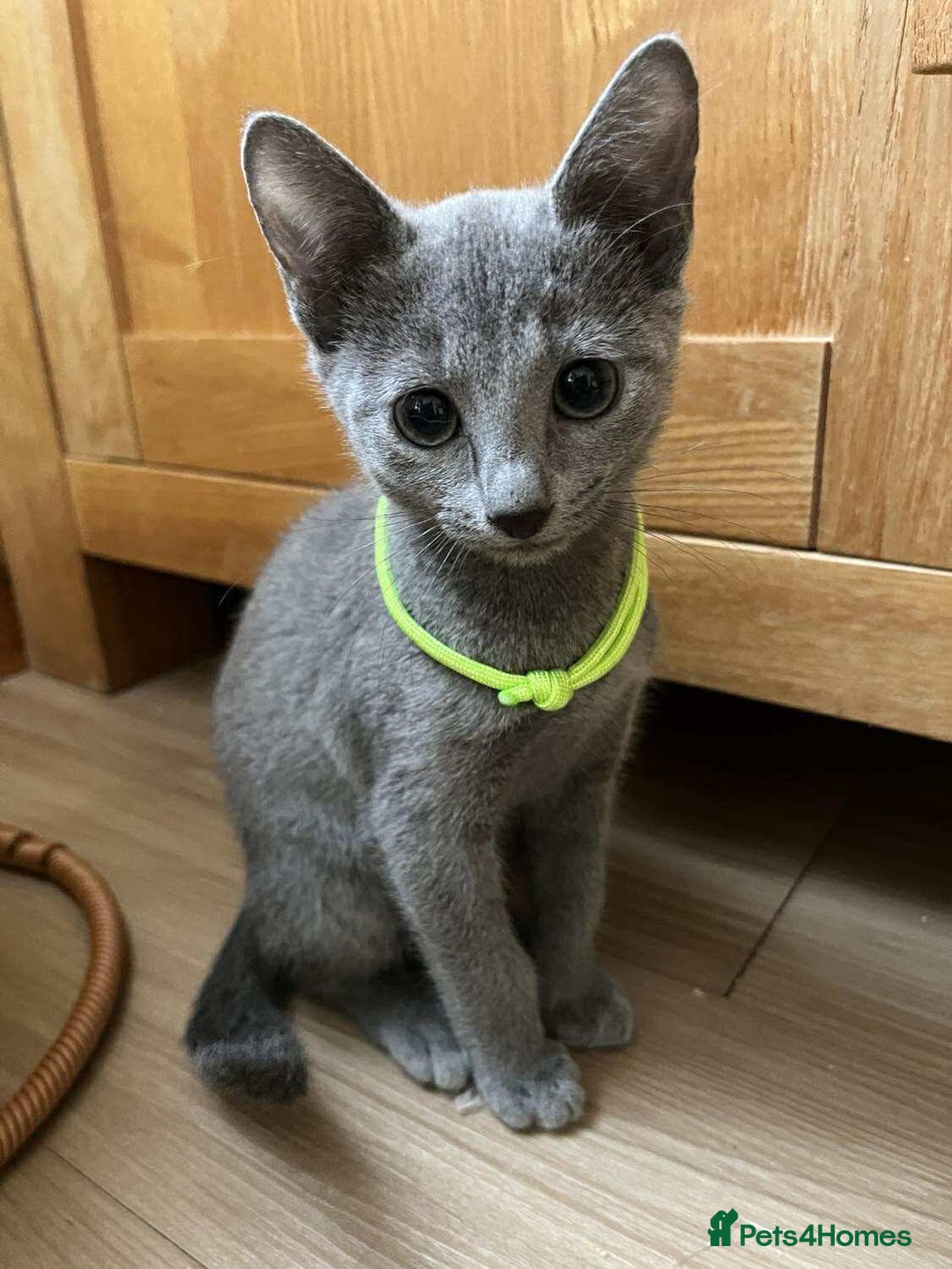 Russian Blue cats for sale: TICA REGISTERED Pure Breed Russian Blue Kittens - Image 11