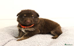 German Shepherd dogs for sale: GORGEAOUS K/C Registered German Shepherd puppies - Image 26