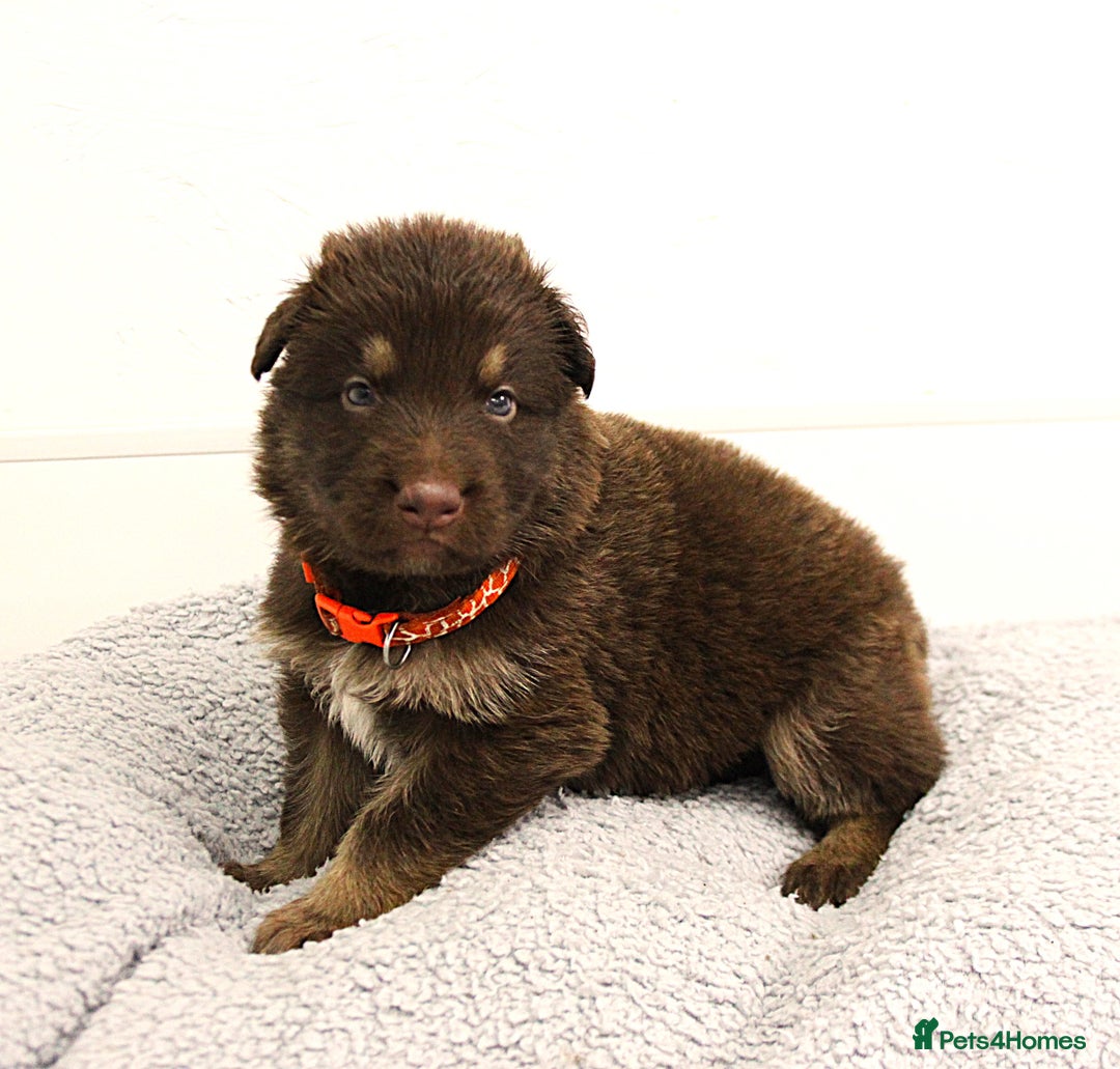 German Shepherd dogs for sale: GORGEAOUS K/C Registered German Shepherd puppies - Image 26