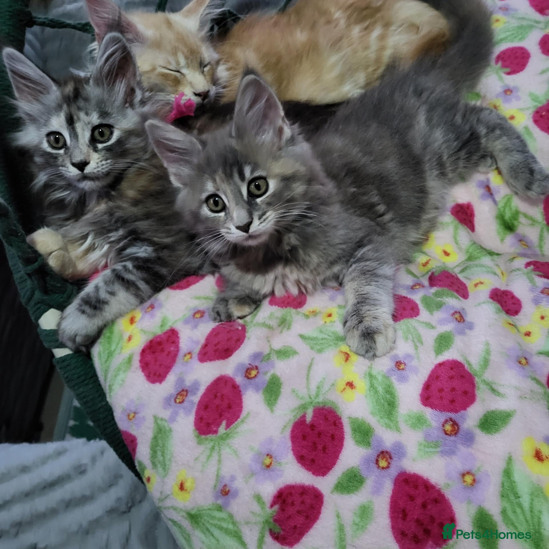 Maine Coon cats Pedigree Maine Coon kittens - Advert 1