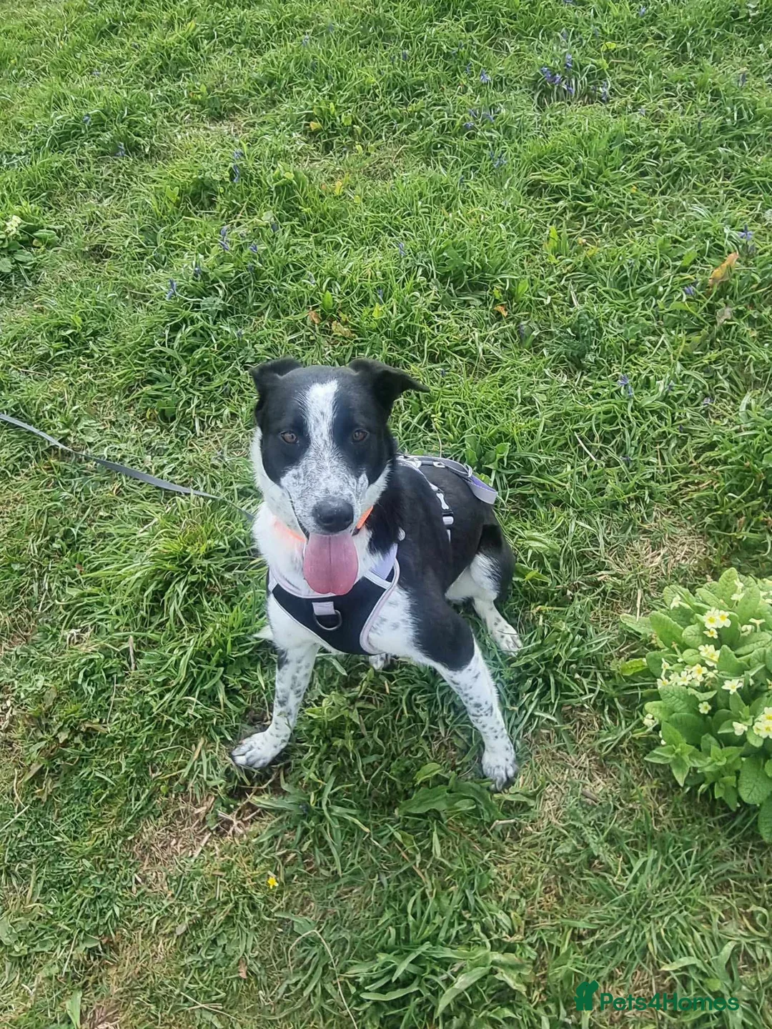 Mixed Breed dogs for adoption: Pretty Mindy. Reserved STC. in Brixham - Advert 2