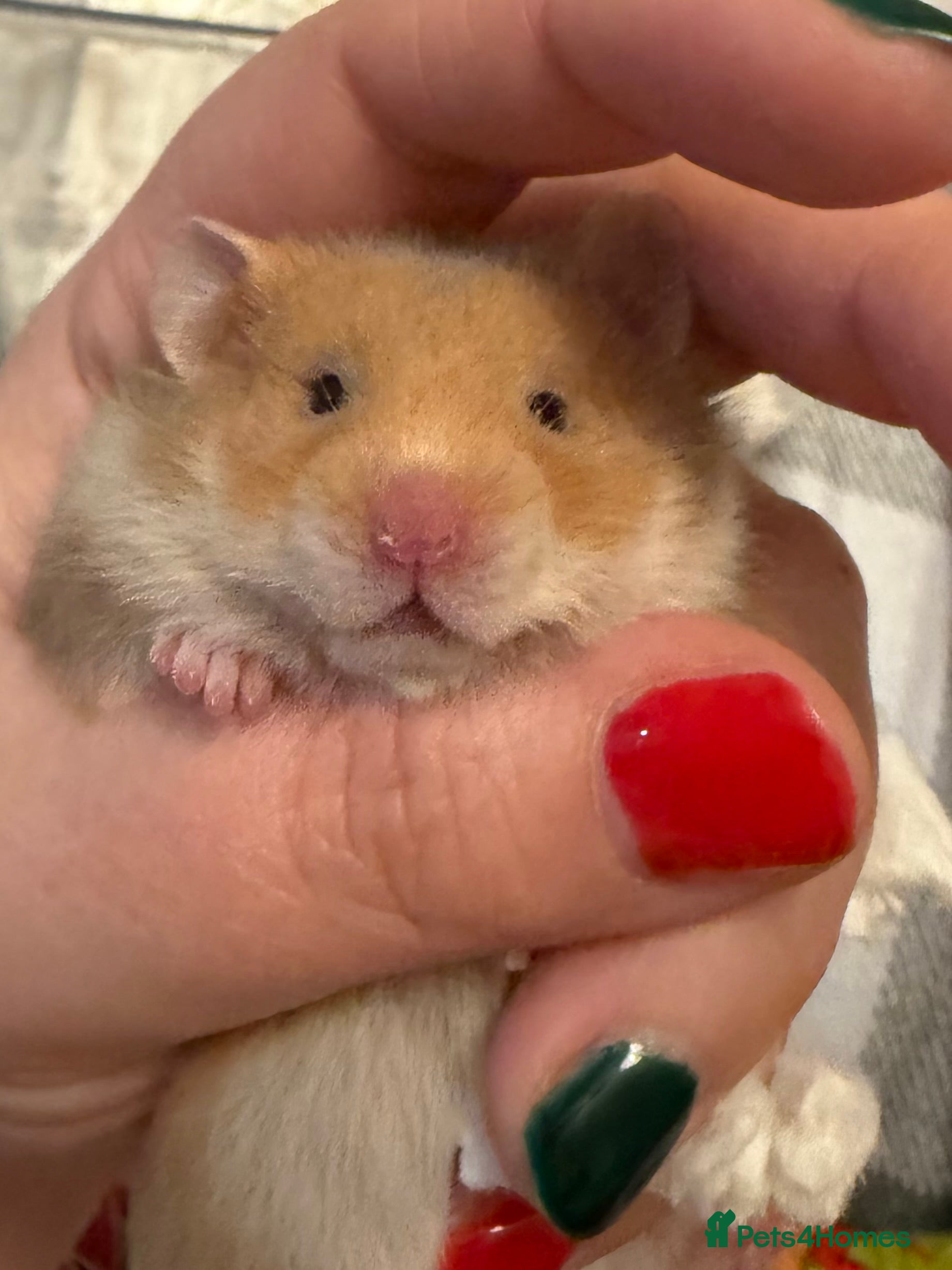 Hamster rodents Adorable Pedigree Syrian Hamster Pups  - Advert 10