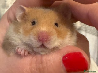 Hamster rodents Adorable Pedigree Syrian Hamster Pups - Advert 10