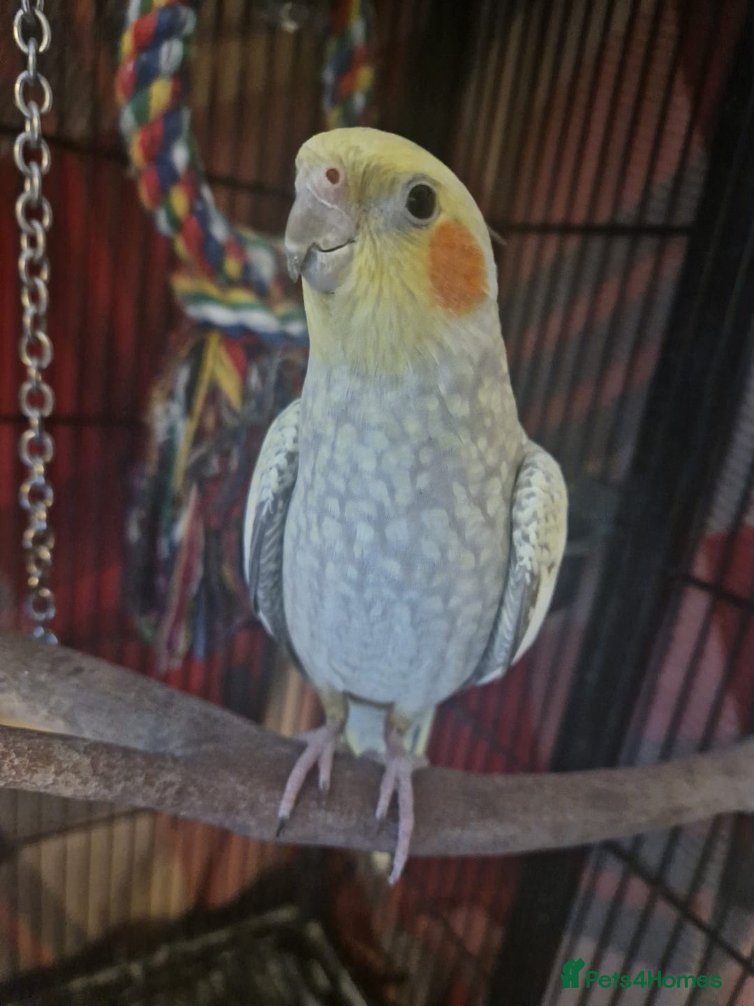 Cockatiels birds for sale: Two Cockatiels With Big Cage & Toys - Image 5