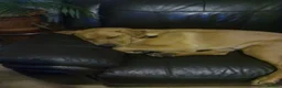 Labrador Retriever dogs for sale: Labrador retriever for sale  in Peterlee - Advert 4