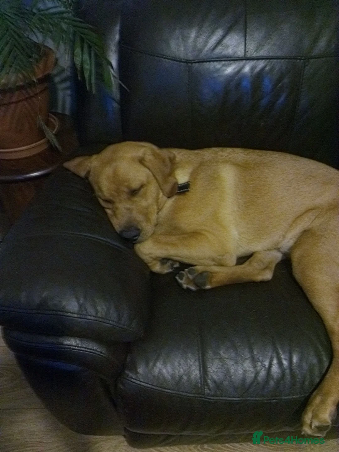 Labrador Retriever dogs for sale: Labrador retriever for sale  in Peterlee - Advert 4