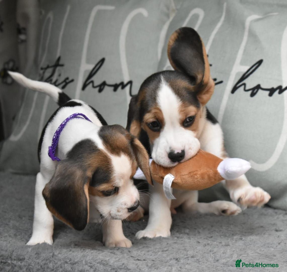 Beagle dogs Beautiful beagle puppies  - Advert 12