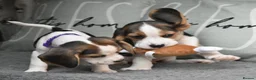 Beagle dogs for sale: Beautiful beagle puppies  - Advert 4