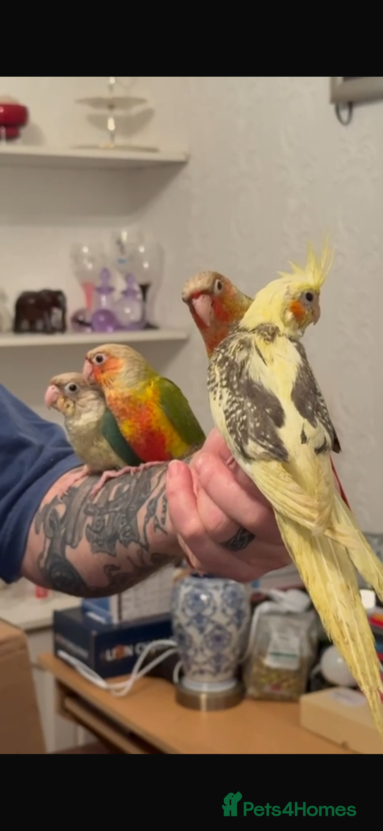 Conures birds Hand reared baby conures - Advert 9