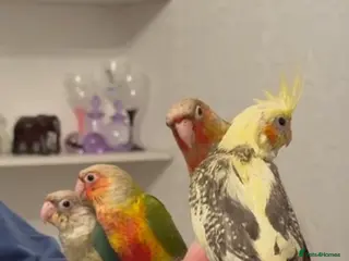 Conures birds Hand reared baby conures - Advert 9