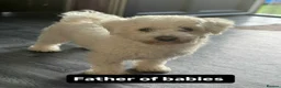 Bichon Frise dogs for sale: Bichon Puppies  - Advert 14