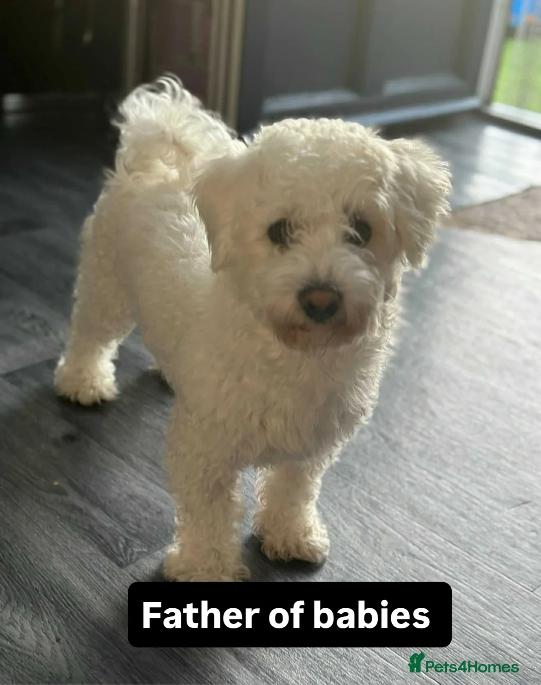 Bichon Frise dogs for sale: Bichon Puppies  - Advert 14