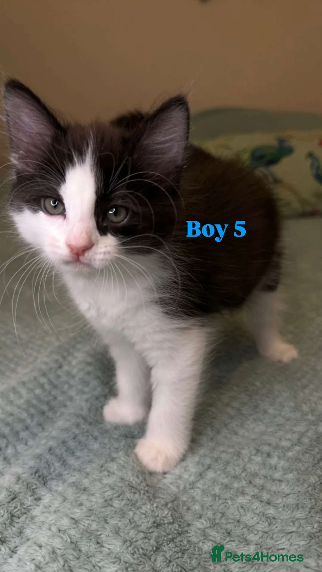 Mixed Breed cats for sale: 🐾 Beautiful Kittens Looking for Loving Homes 🐾 - Advert 11