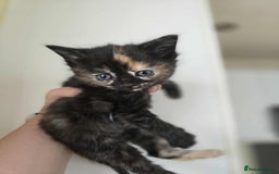Mixed Breed cats for sale: 3 beautiful kittens ready for there new homes - Image 2