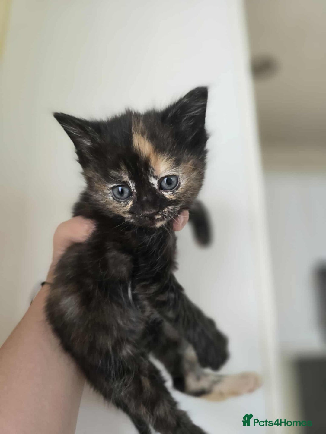 Mixed Breed cats for sale: 3 beautiful kittens ready for there new homes - Image 2