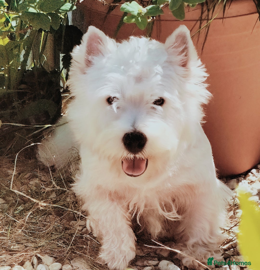 West Highland Terrier dogs for stud: * stud only* KC Stunning west highland terrier in Swansea - Advert 15