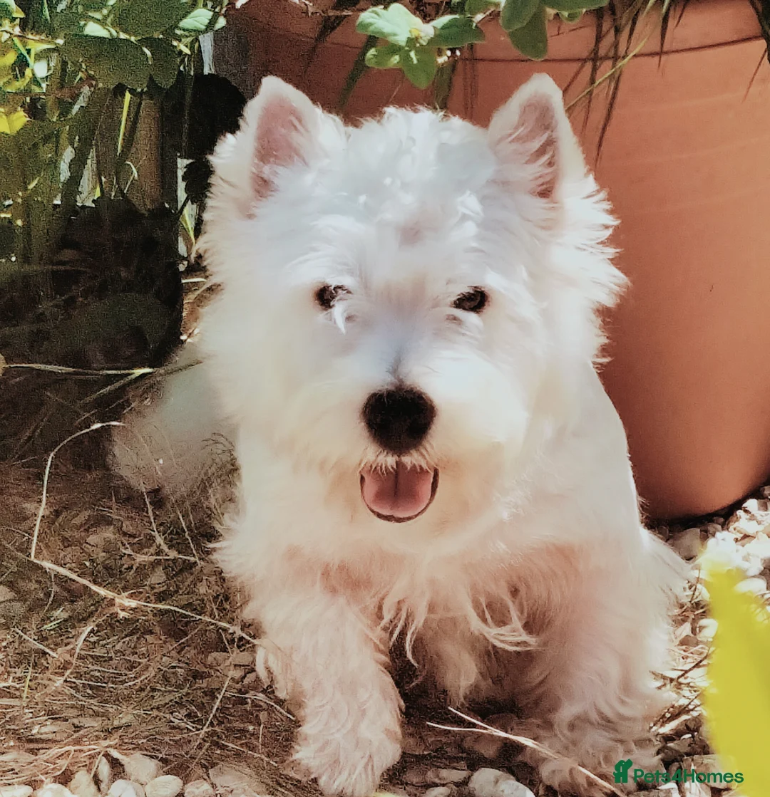 West Highland Terrier dogs for stud: * stud only* KC Stunning west highland terrier in Swansea - Advert 15