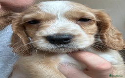 Cocker Spaniel dogs for sale: Last 2 boys!! ready to leave!!  - Image 1
