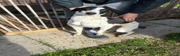 Greyhound dogs for sale: Grey hound Tilly  - Advert 1