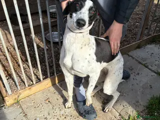 Greyhound dogs Grey hound Tilly - Advert 5