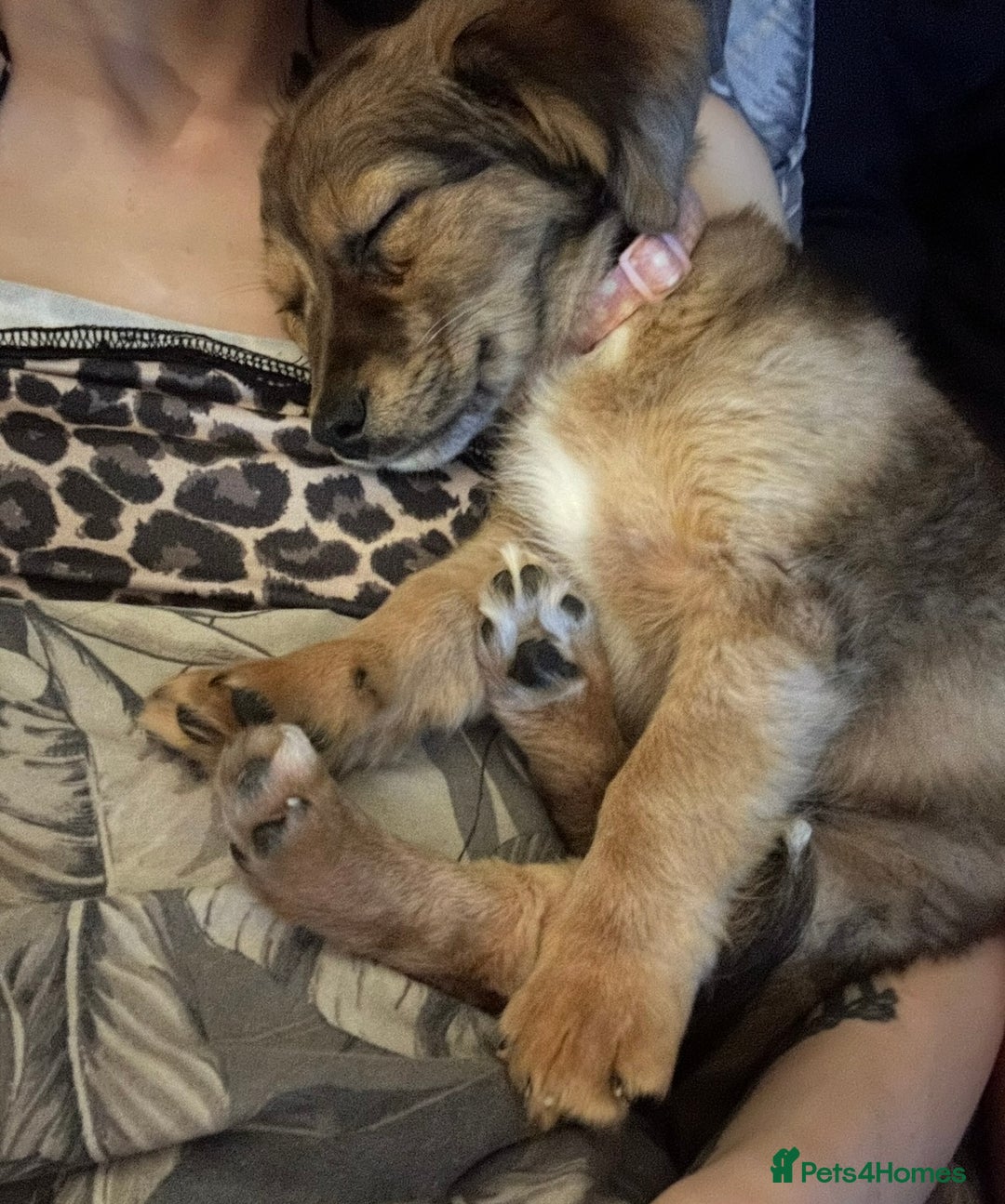 Chiweenie dogs for sale: Mabel - chiweenie. - Image 7