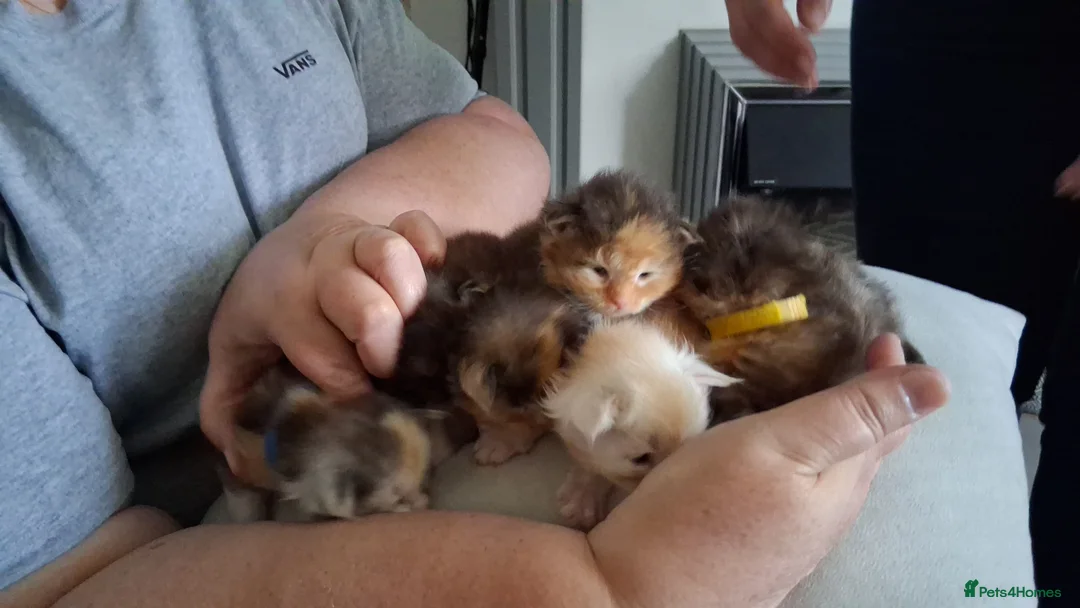 Maine Coon cats for stud: STUNNING SILVER MAINECOON FOR STUD - Advert 12