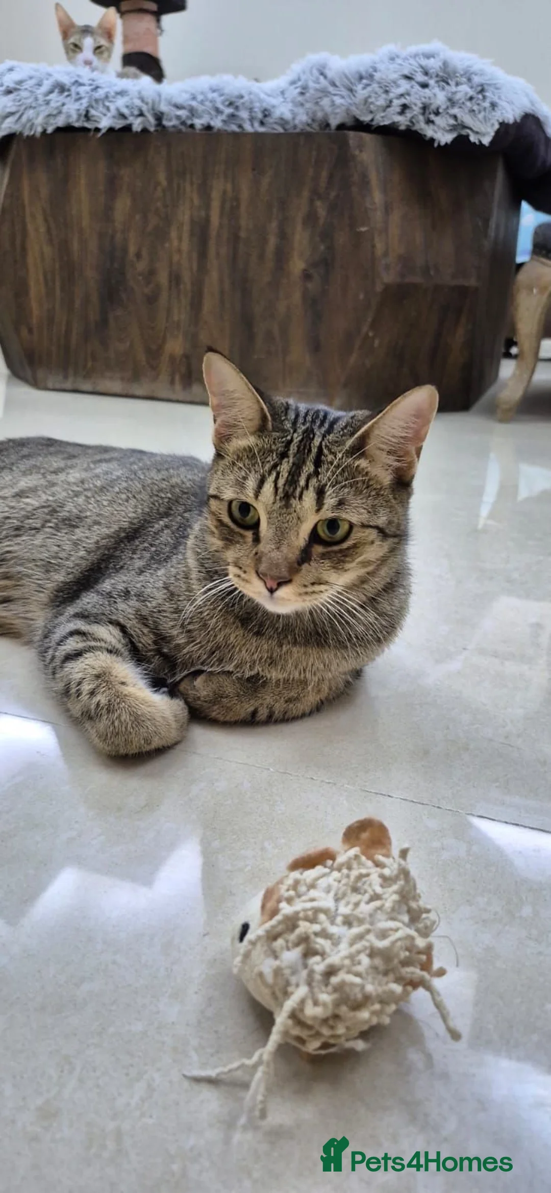 Arabian Mau cats for adoption: Frodo - Advert 3