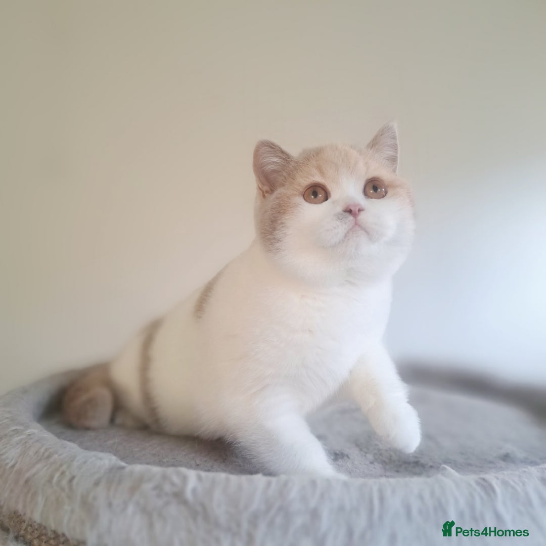 British Shorthair cats for sale: British Shorthair Fawn Tortie & White Female - Advert 18
