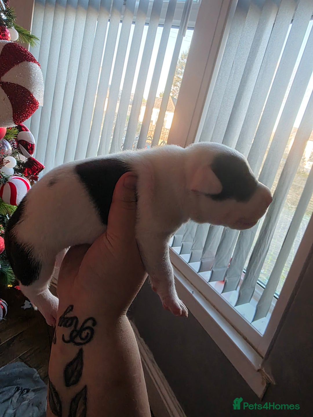 Mixed Breed dogs for sale: Staff x american bulldog puppies - Advert 19