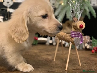 Miniature Dachshund dogs KC Registered Long Haired Mini babies - Advert 2