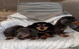 Miniature Dachshund dogs for sale: Miniature long hair dachshund 🤍 - Image 6