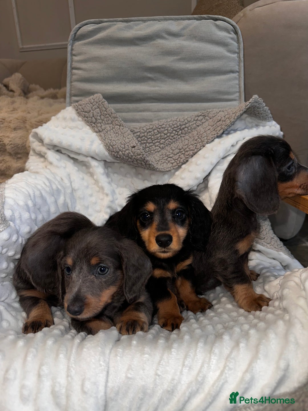 Miniature Dachshund dogs for sale: Miniature long hair dachshund 🤍 - Image 6