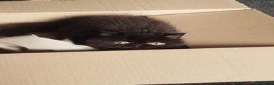 Persian 1