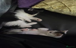 Turkish Van cats for sale: One male tri colour  - Image 16