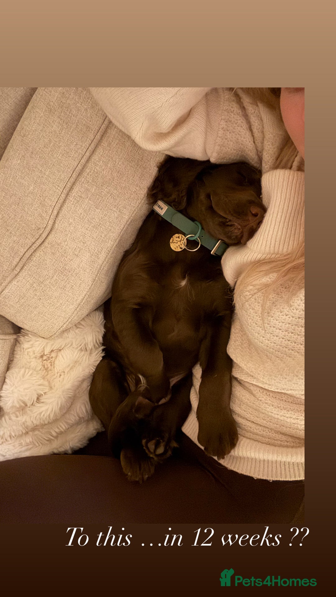 Cocker Spaniel dogs for sale: Beautiful boy remaining Cocker Spaniel Puppies  - Advert 14