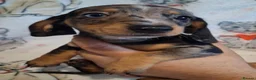 Miniature Dachshund dogs for sale: Stunning Dachshund pups *Ready now* - Advert 40