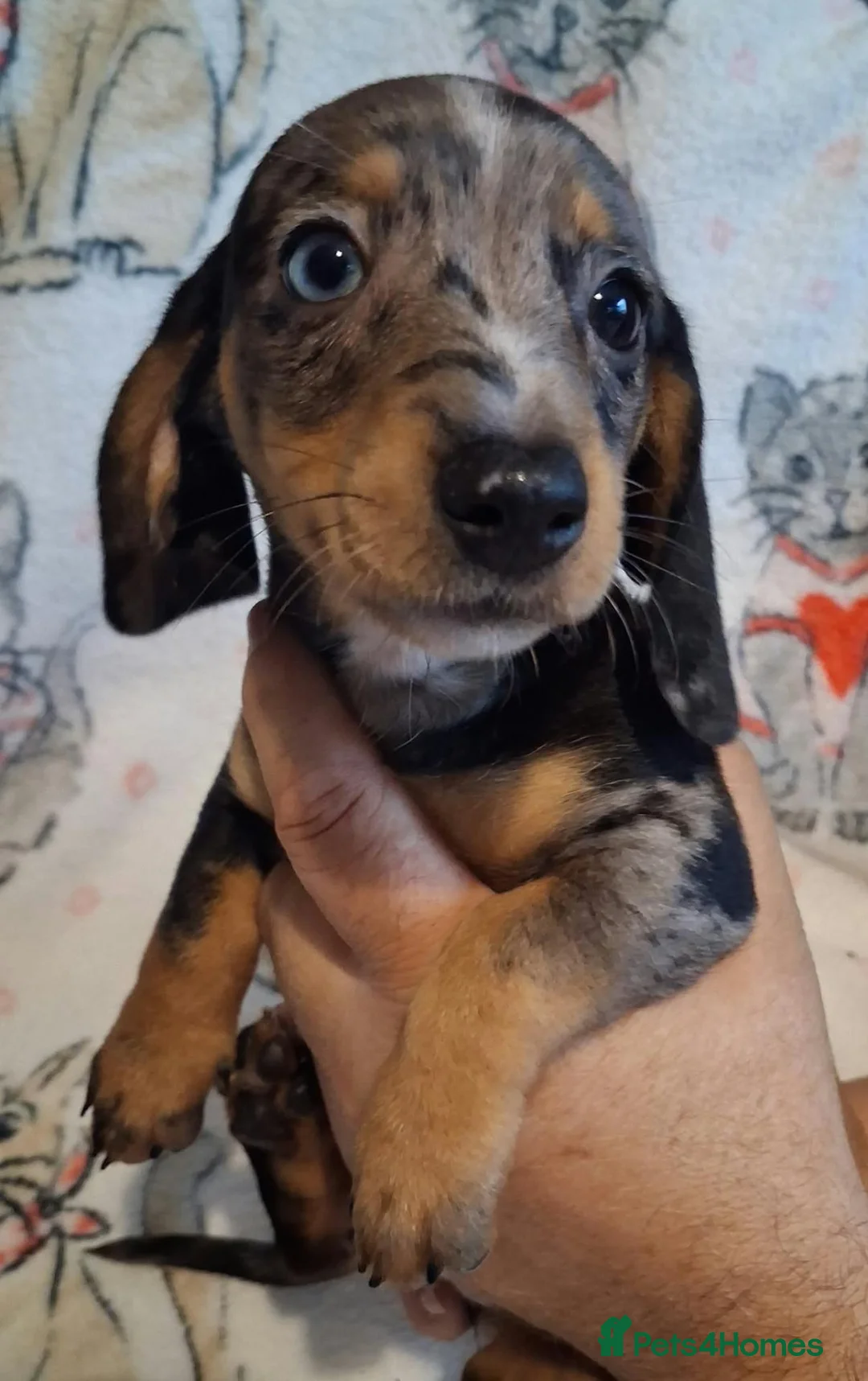 Miniature Dachshund dogs for sale: Stunning Dachshund pups *Ready now* - Advert 40