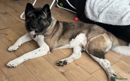 Akita dogs for stud: American Akita for Stud  - Image 2