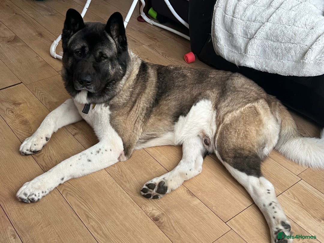 Akita dogs for stud: American Akita for Stud  - Image 2