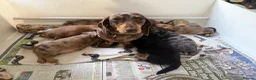 Miniature Dachshund dogs for sale: Quality miniature dachshund puppies  - Advert 7