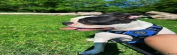 Boston Terrier dogs for sale: 5 KC Boston Terriers  - Advert 19