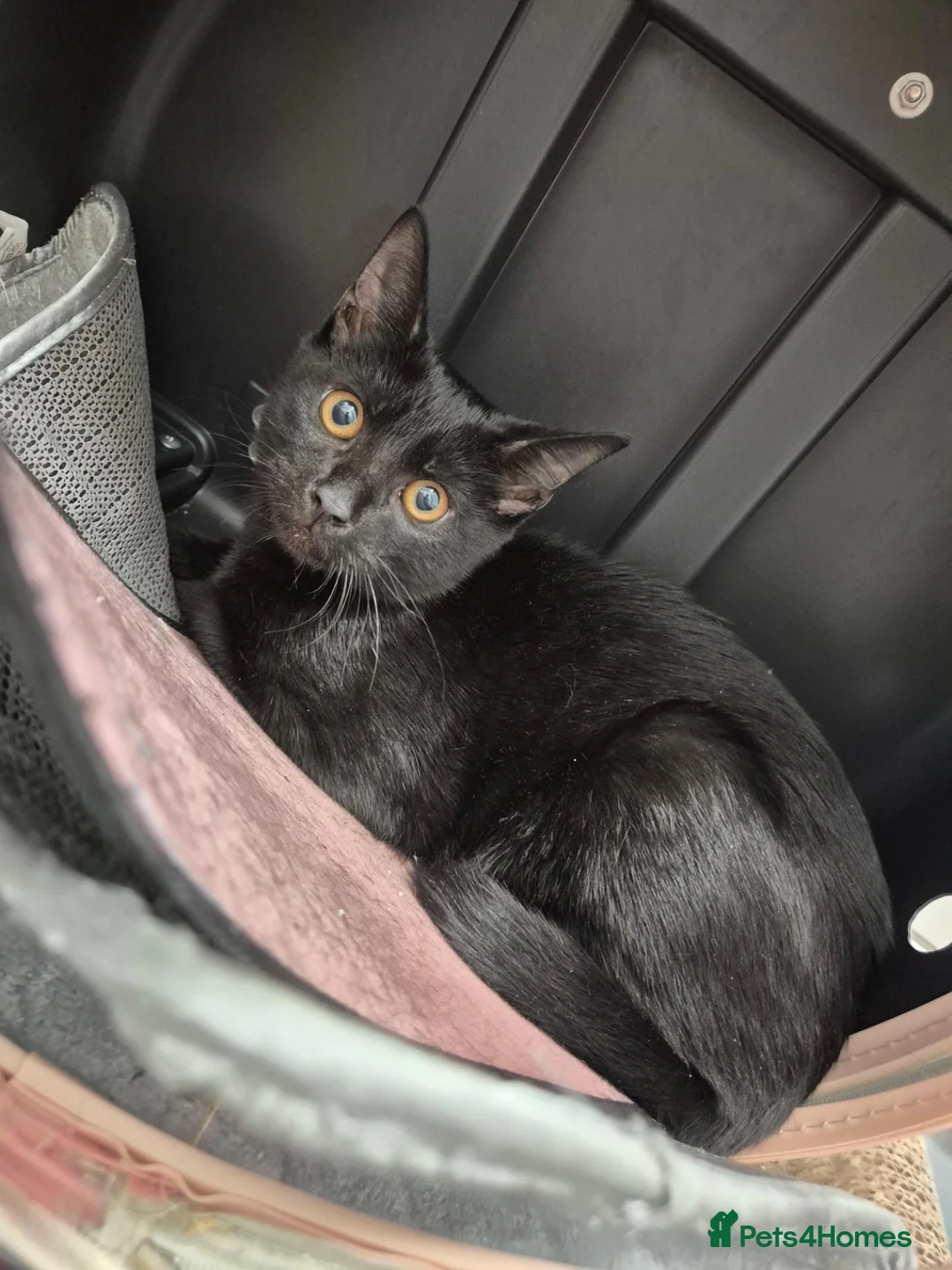 British Shorthair cats for sale: Female kitten - Advert 1