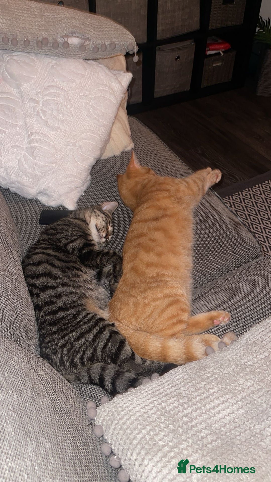 Maine Coon cats for sale: Maine coon mix  - Advert 7