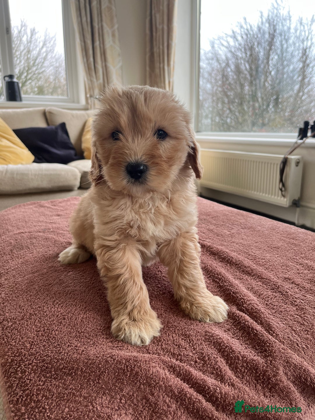 Labradoodle dogs for sale: Beautiful healthy Labradoodle Puppied - Advert 26
