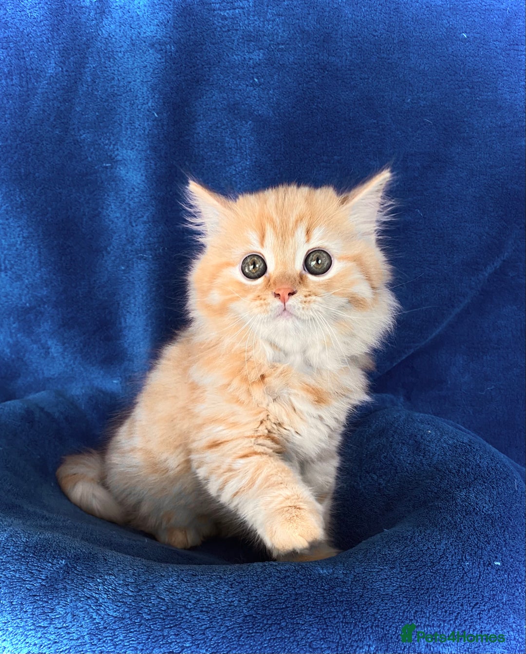 British Longhair cats for sale: Champion line kittens with excellent pedigrees - Image 5