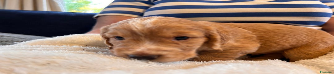 Cocker Spaniel Puppy 4