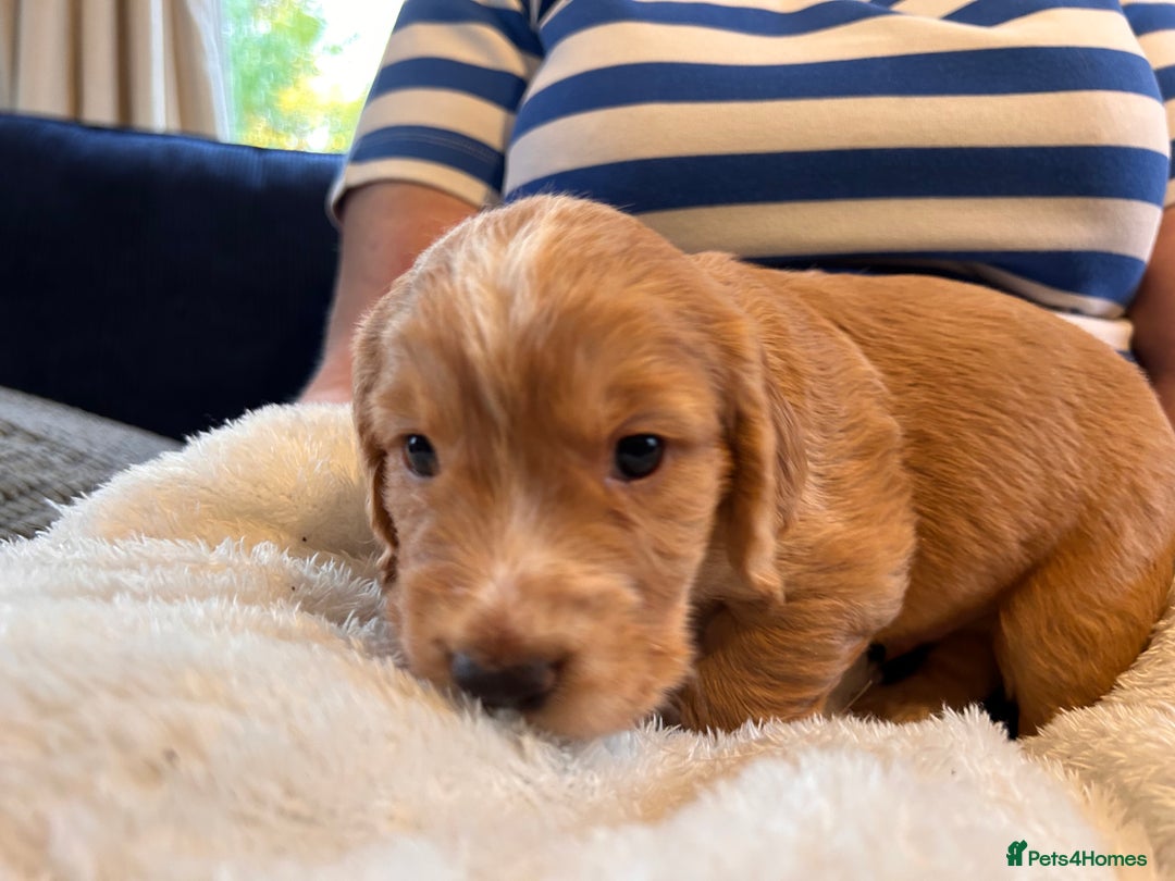 Cocker Spaniel dogs for sale: Beautiful working cocker spaniel puppies  - Image 11