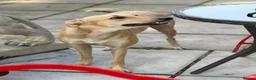 Mixed Breed dogs for sale: Female Lurcher 1 year old - Advert 9