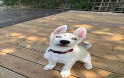 Siberian Husky dogs for sale: LAST Siberian Husky Puppy - Fully Vaccinated - Image 9