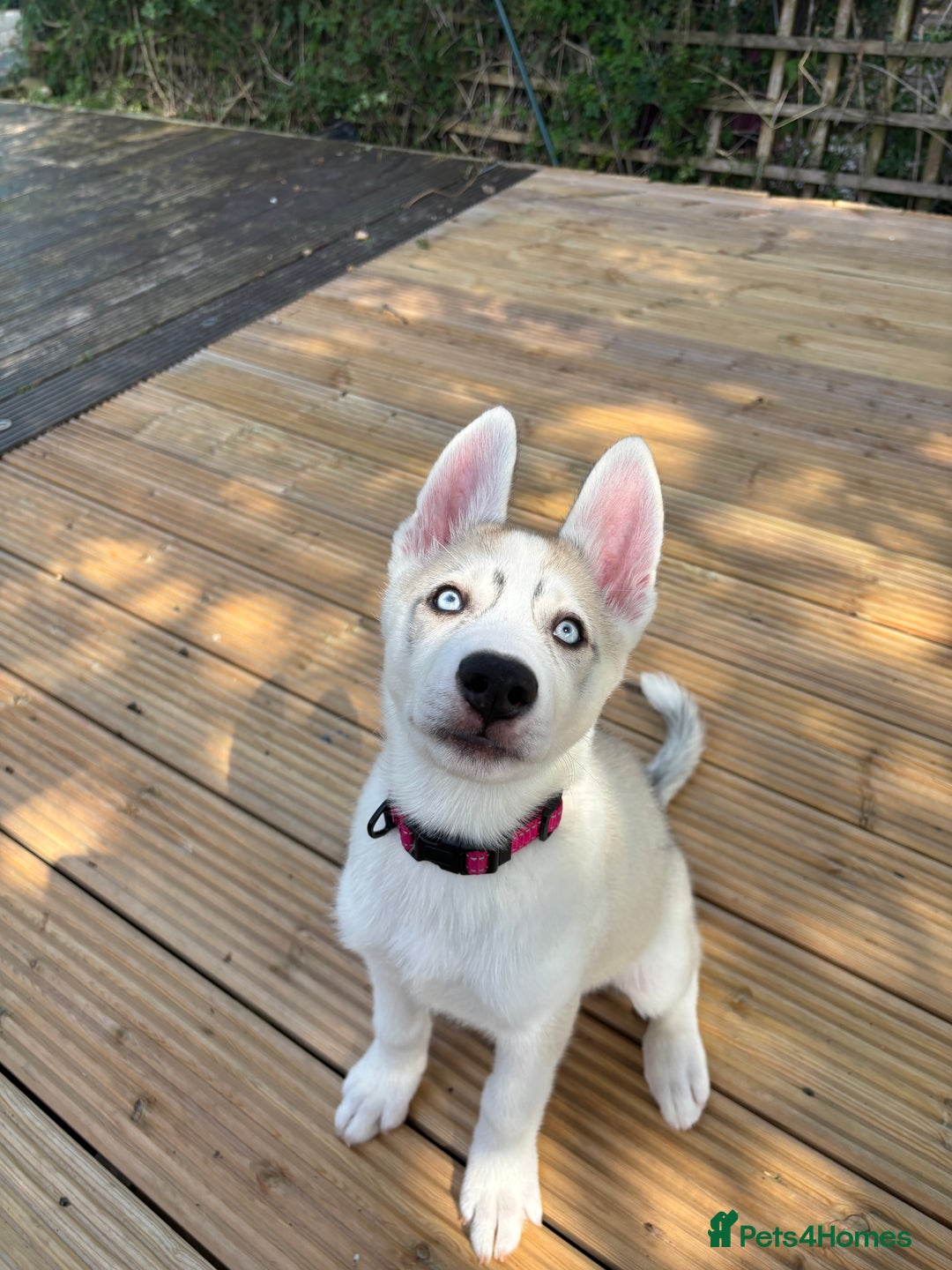 Siberian Husky dogs for sale: LAST Siberian Husky Puppy - Fully Vaccinated - Image 9